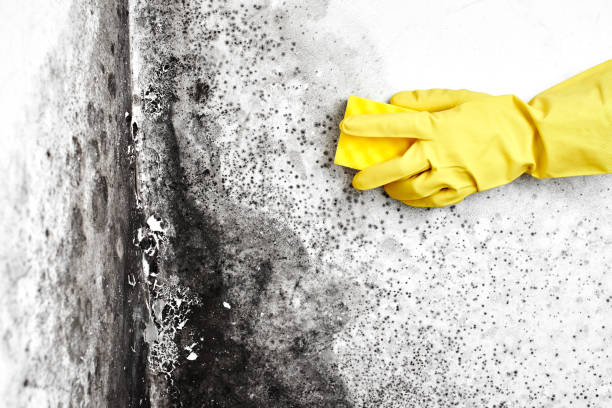 Best Crawl Space Mold Removal  in Falls City, NE