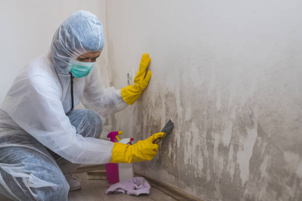 Reliable Falls City, NE Mold Removal Solutions