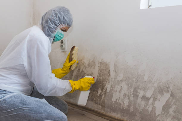 Best Toxic Mold Removal  in Falls City, NE