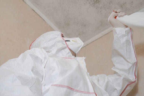 Best Black Mold Removal  in Falls City, NE
