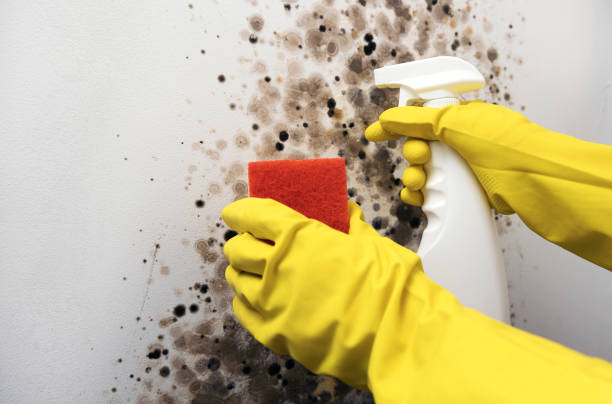 Best Affordable Mold Removal  in Falls City, NE