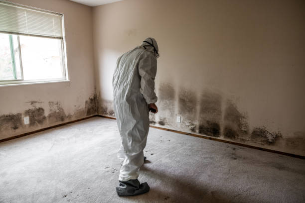 Best Commercial Mold Removal  in Falls City, NE