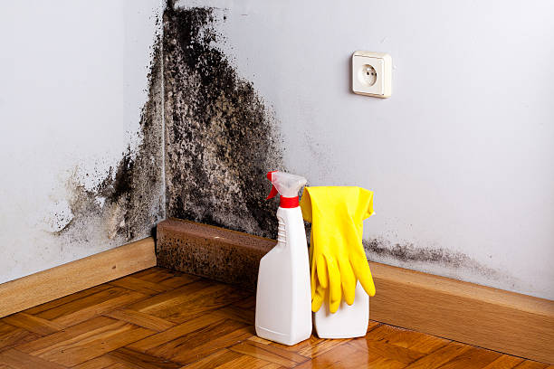 Best Residential Mold Removal  in Falls City, NE