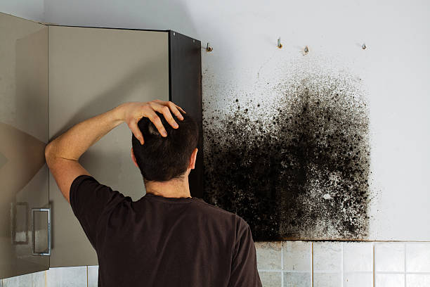 Best Mold Remediation  in Falls City, NE